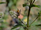 macro