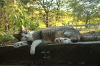dog-cat-mice&other